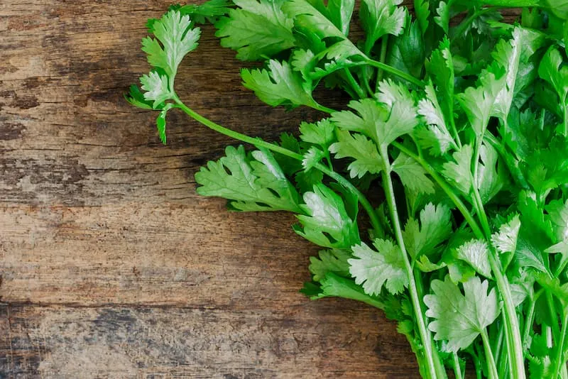 Koriander på kjøkkendisk